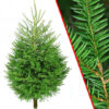 Norway Spruce from the Christmas Tree Shop Bristol